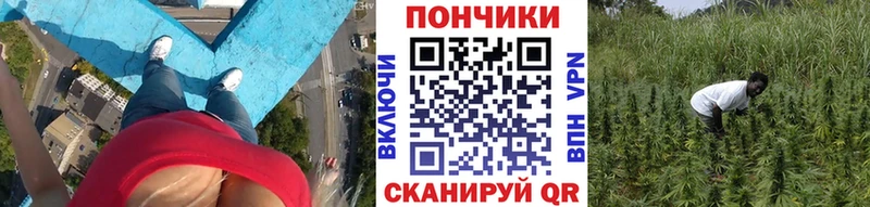 Шишки марихуана гибрид Печоры
